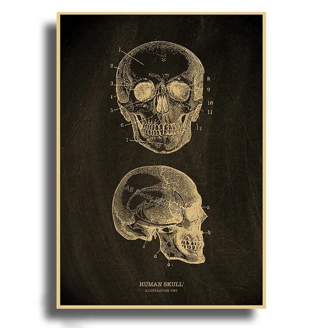 Anatomical Art Poster: Heart, Skull, Brain Decor