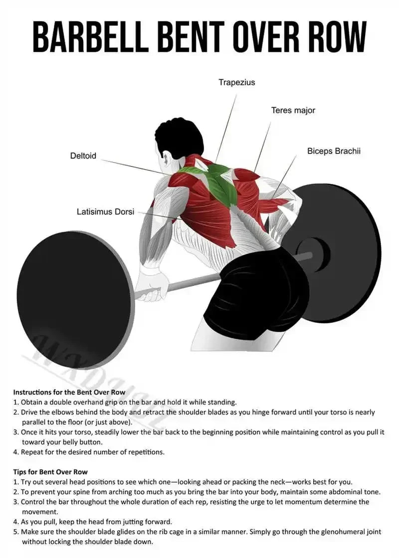 Muscle Anatomy Canvas Art for Office & Home Decor