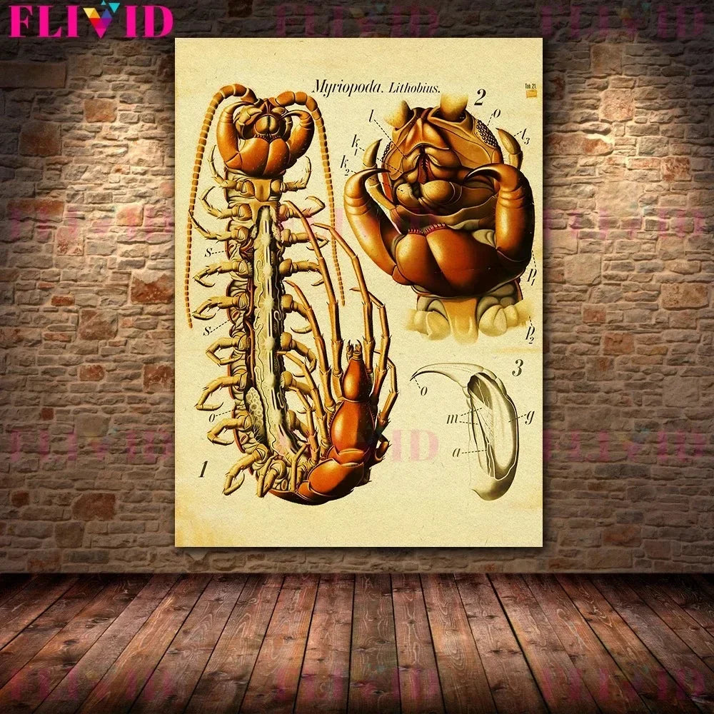 Frog Spider Turtle Snail Anatomy Art Canvas Print Decor