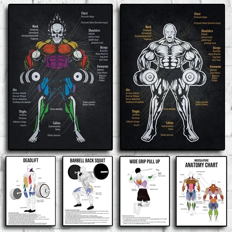 Muscle Anatomy Canvas Art for Office & Home Decor