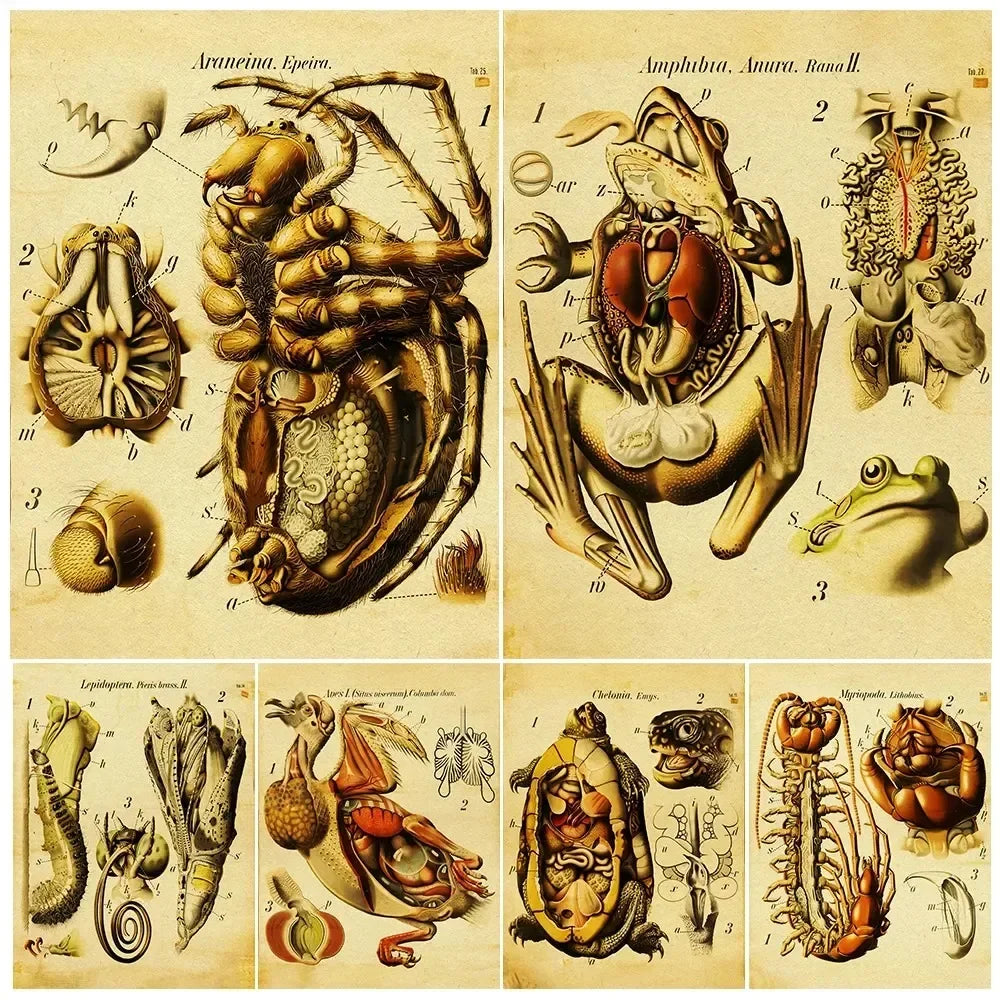 Frog Spider Turtle Snail Anatomy Art Canvas Print Decor