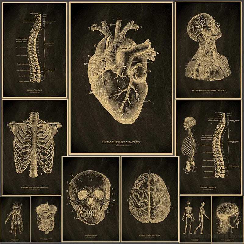 Anatomical Art Poster: Heart, Skull, Brain Decor